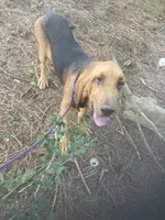 Blk/Tan male $300, a male Bloodhound for sale in Albemarle, NC – 5 of 10