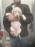 Coco Light yellow girl, a female Labrador Retriever for sale in Albemarle, NC – 7 of 8