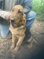 Blk/tan male puppy, a male Bloodhound for sale in Albemarle, NC – 1 of 6