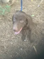 Chocolate male 5 month old, a male Labrador Retriever for sale in Albemarle, NC – 7 of 7