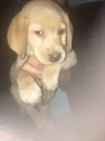 Yellow Girl CoCo, a female Labrador Retriever for sale in Albemarle, NC – 6 of 10