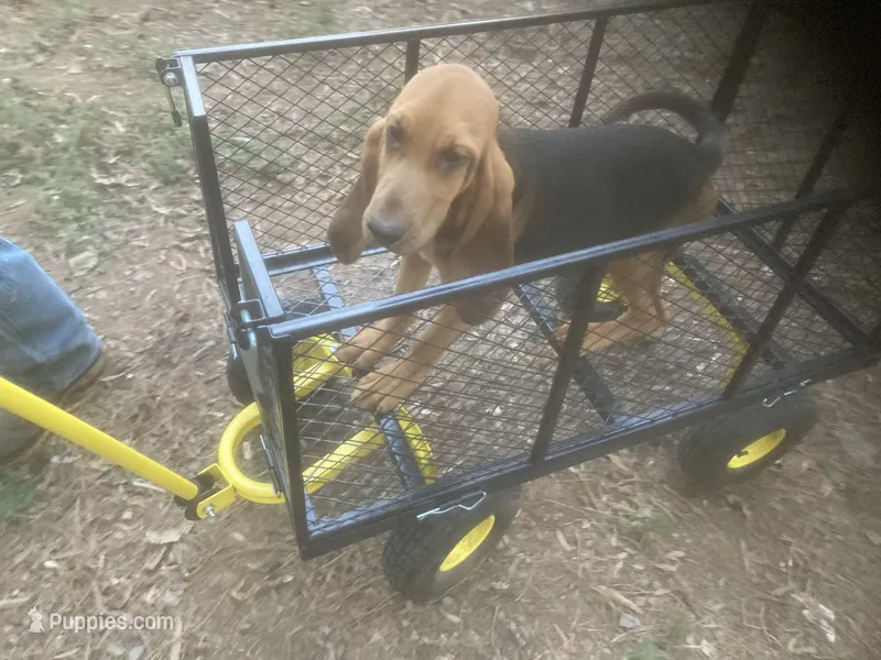 Dolly girl – Bloodhound puppy for sale in Albemarle, NC