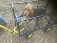 Dolly girl, a female Bloodhound for sale in Albemarle, NC – 1 of 8