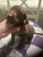 Chocolate girl, a female Labrador Retriever for sale in Albemarle, NC – 8 of 10