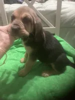 Moose/Sally boy, a male Bloodhound for sale in Albemarle, NC – 3 of 5