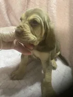 Bloodhound girl $800, a female Bloodhound for sale in Albemarle, NC – 2 of 5
