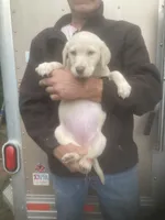 Coco Light yellow girl, a female Labrador Retriever for sale in Albemarle, NC – 3 of 8