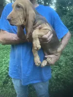 Bloodhound girl $600, a female Bloodhound for sale in Albemarle, NC – 2 of 6