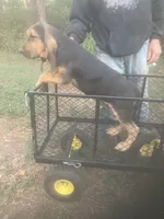 Dolly boy, a male Bloodhound for sale in Albemarle, NC – 2 of 7