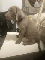 Lab Silver boy, a male Labrador Retriever for sale in Albemarle, NC – 4 of 4
