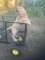 Yellow male, a male Labrador Retriever for sale in Albemarle, NC – 6 of 8