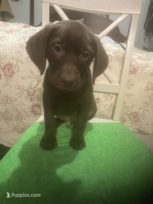 Chocolate boy – Labrador Retriever puppy for sale in Albemarle, NC
