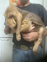 Liver/Tan girl, a female Bloodhound for sale in Albemarle, NC – 5 of 9