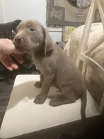 Lab Silver boy, a male Labrador Retriever for sale in Albemarle, NC – 3 of 4