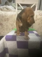 Moose boy, a male Bloodhound for sale in Albemarle, NC – 4 of 8