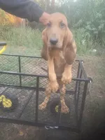 Dolly girl, a female Bloodhound for sale in Albemarle, NC – 5 of 8
