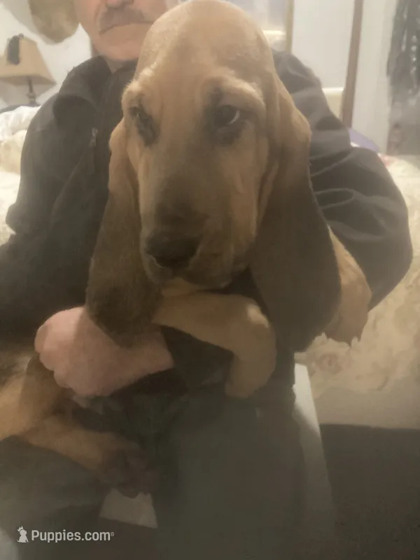 Dolly boy – Bloodhound puppy for sale in Albemarle, NC