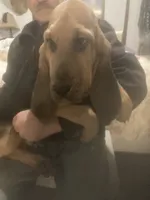 Dolly boy, a male Bloodhound for sale in Albemarle, NC – 1 of 8