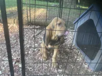 Blk/Tan girl , a female Bloodhound for sale in Albemarle, NC – 8 of 9
