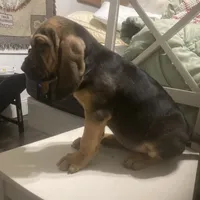 Daisy girl, a female Bloodhound for sale in Albemarle, NC – Photo 4 of 8