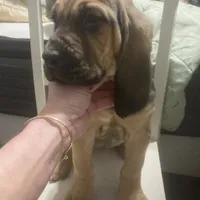 Daisy girl, a female Bloodhound for sale in Albemarle, NC – Photo 8 of 8