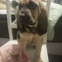 Daisy girl, a female Bloodhound for sale in Albemarle, NC – Photo 7 of 8