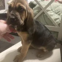 Daisy girl, a female Bloodhound for sale in Albemarle, NC – Photo 1 of 8