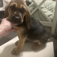 Daisy girl, a female Bloodhound for sale in Albemarle, NC – Photo 5 of 8