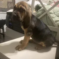 Daisy girl, a female Bloodhound for sale in Albemarle, NC – Photo 3 of 8