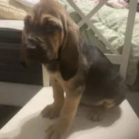 Daisy girl, a female Bloodhound for sale in Albemarle, NC – Photo 2 of 8