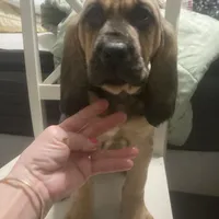 Daisy girl, a female Bloodhound for sale in Albemarle, NC – Photo 6 of 8