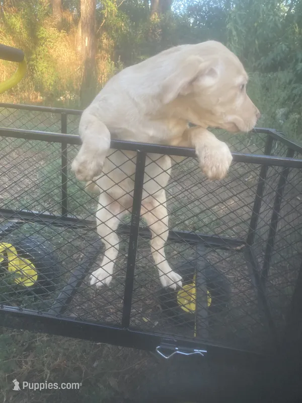 Yellow female – Labrador Retriever puppy for sale in Albemarle, NC