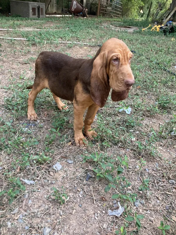 Liver/Tan boy – Bloodhound puppy for sale in Albemarle, NC