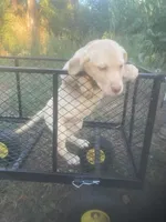 Yellow female, a female Labrador Retriever for sale in Albemarle, NC – 3 of 5