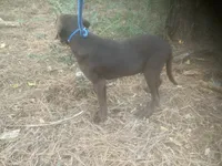 Chocolate male 5 month old, a male Labrador Retriever for sale in Albemarle, NC – 1 of 7