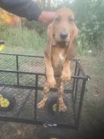 Dolly girl, a female Bloodhound for sale in Albemarle, NC – 4 of 8