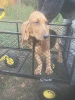 Dolly girl, a female Bloodhound for sale in Albemarle, NC – 7 of 8