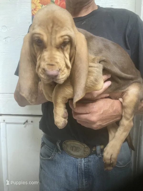 Liver/Tan girl – Bloodhound puppy for sale in Albemarle, NC