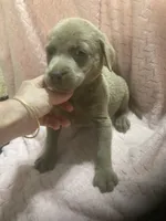 Silver Lab male puppy, a male Labrador Retriever for sale in Albemarle, NC – 4 of 4