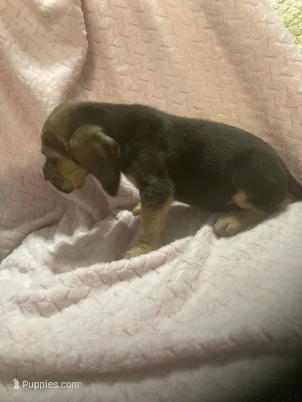 Bloodhound boy $700 – Bloodhound puppy for sale in Albemarle, NC