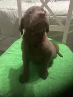 Chocolate boy, a male Labrador Retriever for sale in Albemarle, NC – 5 of 7