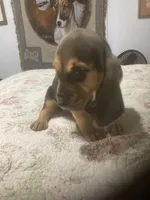 Daisy boy, a male Bloodhound for sale in Albemarle, NC – 7 of 8