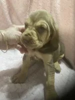 Bloodhound girl $800, a female Bloodhound for sale in Albemarle, NC – 1 of 5