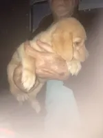 Yellow Girl CoCo, a female Labrador Retriever for sale in Albemarle, NC – 8 of 10