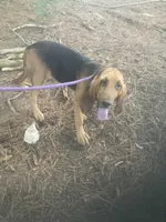 Blk/Tan male $300, a male Bloodhound for sale in Albemarle, NC – 6 of 10