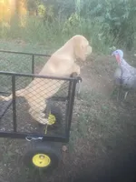 Yellow male, a male Labrador Retriever for sale in Albemarle, NC – 7 of 8