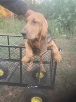 Dolly girl, a female Bloodhound for sale in Albemarle, NC – 8 of 8