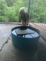 Blk/Tan male $300, a male Bloodhound for sale in Albemarle, NC – 4 of 10