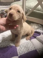 Yellow girl, a female Labrador Retriever for sale in Albemarle, NC – 2 of 3