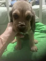 Moose/Sally boy, a male Bloodhound for sale in Albemarle, NC – 4 of 5